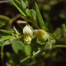 Слика од Crotalaria linifolia L. fil.