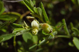 Image of Crotalaria linifolia L. fil.