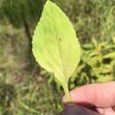 Image of Louisiana goldenrod