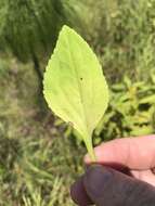 Image of Louisiana goldenrod