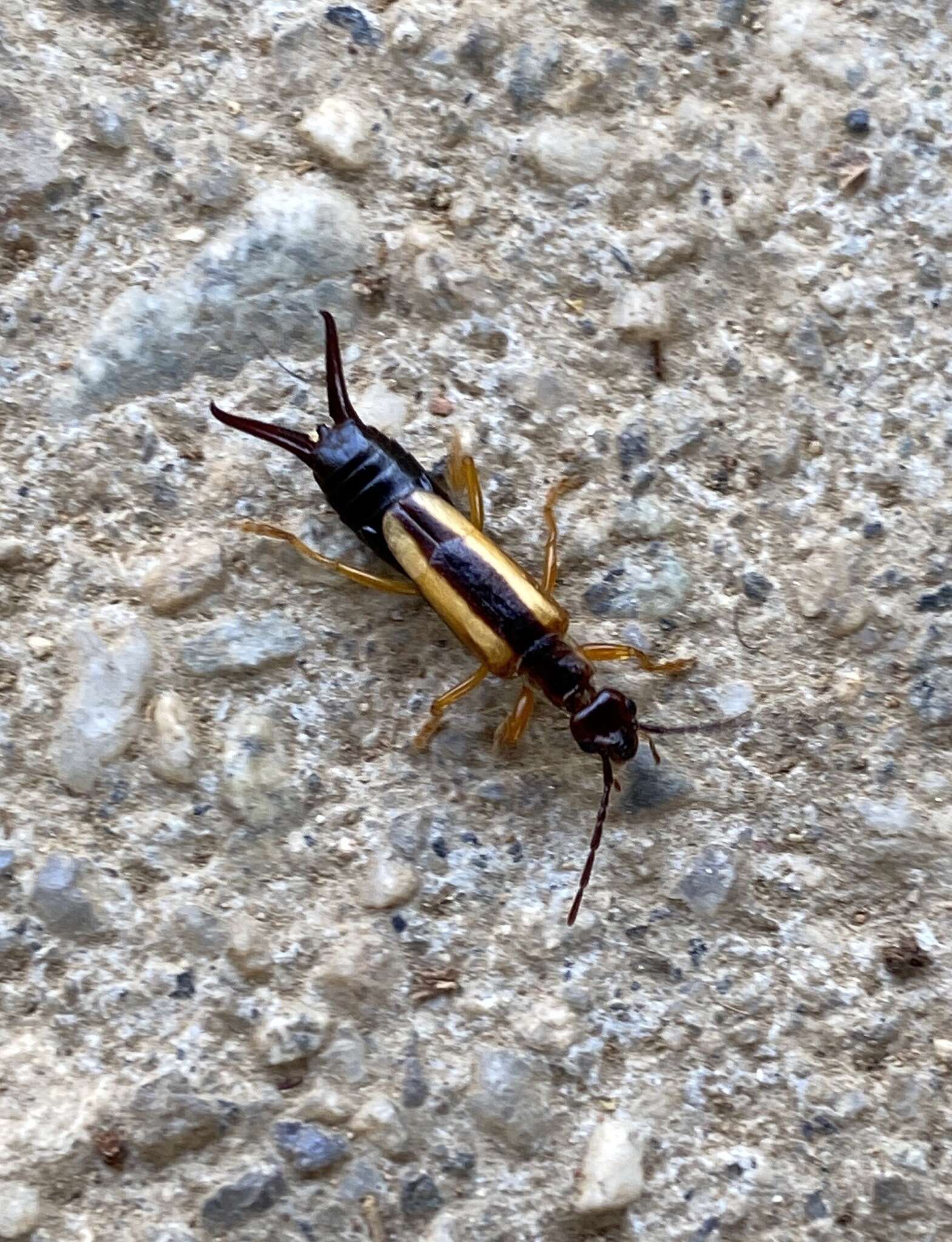 Image of Lined Earwig