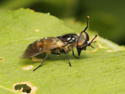 Imagem de Hybomitra hinei (Johnson 1904)