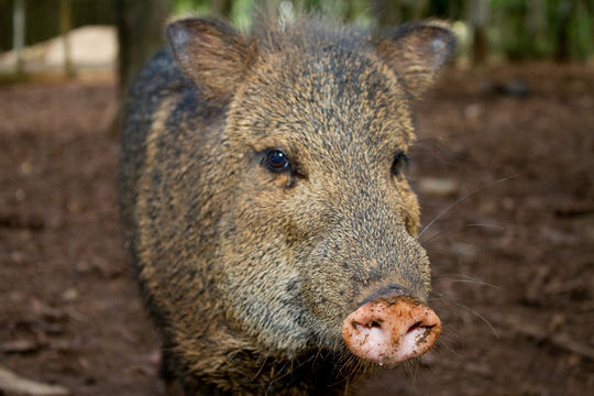 Image of collared peccary