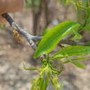 Imagem de Pleradenophora lottiae (McVaugh) A. L. Melo & Esser