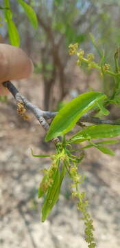 Image of Pleradenophora lottiae (McVaugh) A. L. Melo & Esser