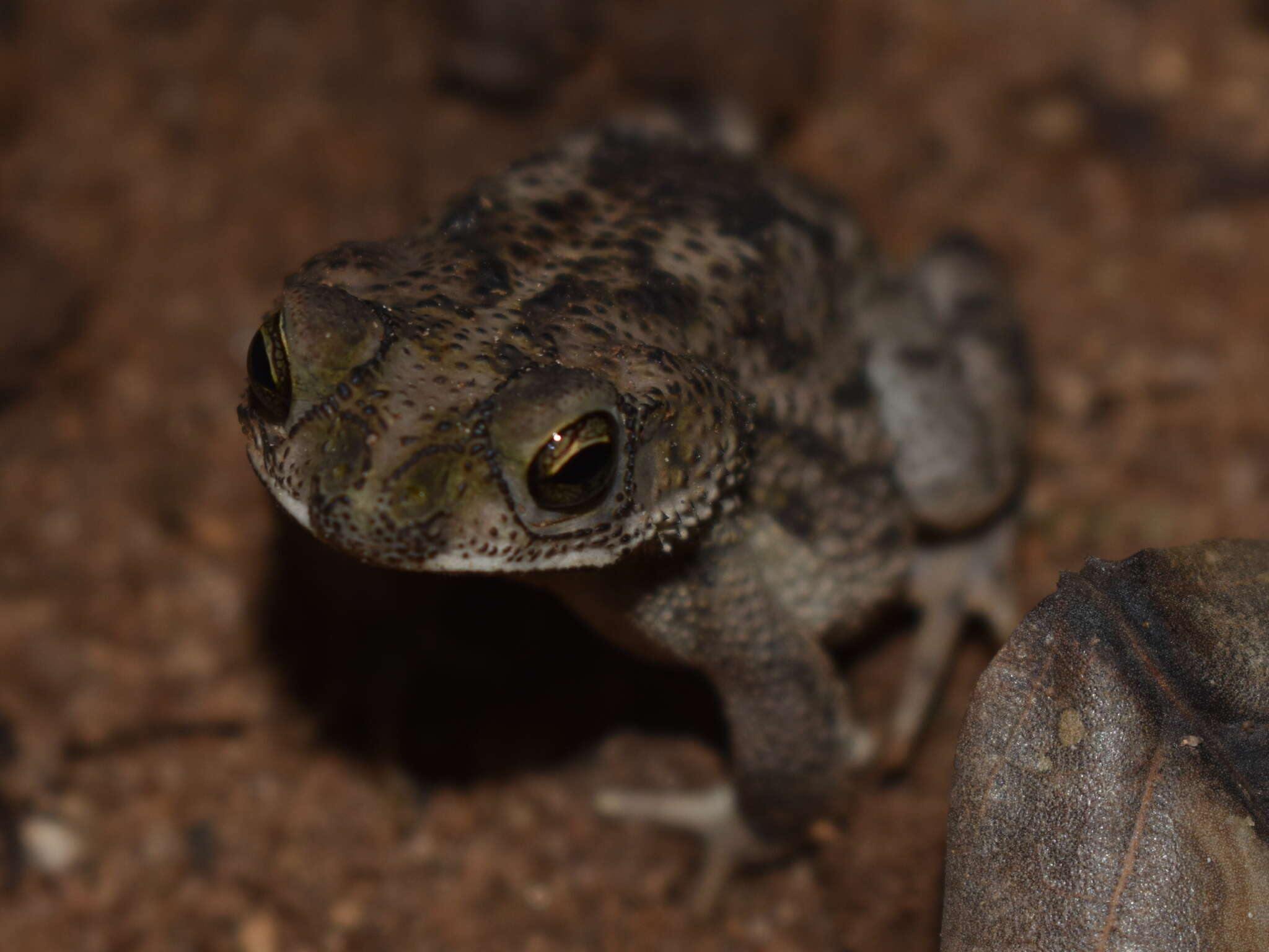 Imagem de Rhinella humboldti (Gallardo 1965)