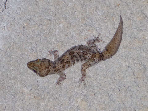 Hemidactylus angulatus Hallowell 1854 resmi