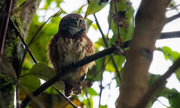 Image of Andean Pygmy Owl