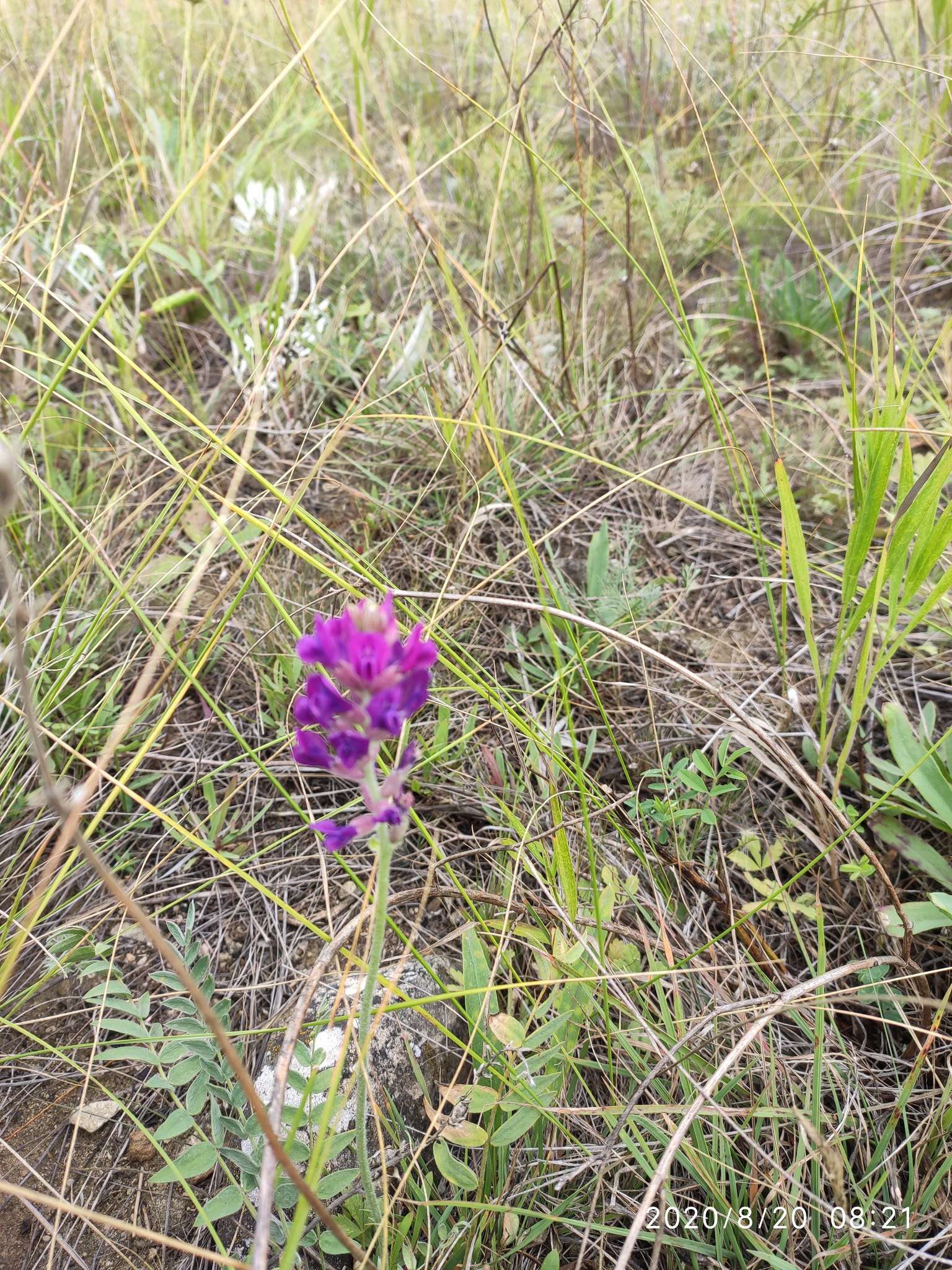 Image of Oxytropis baschkiriensis