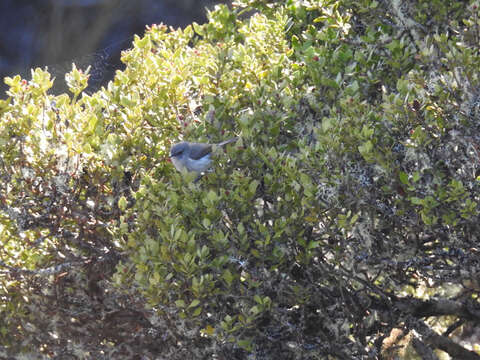 Image of Grey Gerygone