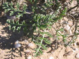 Image of <i>Pelargonium parviflorum</i>