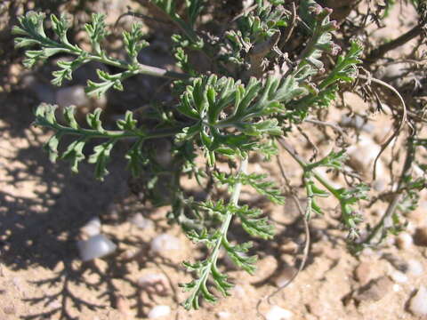 Image of <i>Pelargonium parviflorum</i>