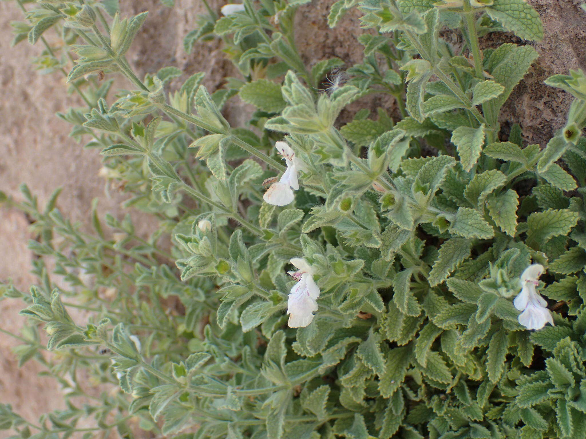 Слика од Stachys swainsonii Benth.