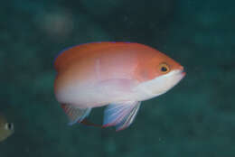 Image of Red-bar anthias