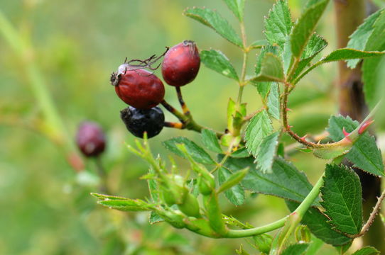 Image of <i>Rosa pouzinii</i> Tratt.