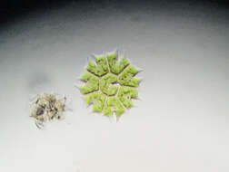 Image of Stauridium