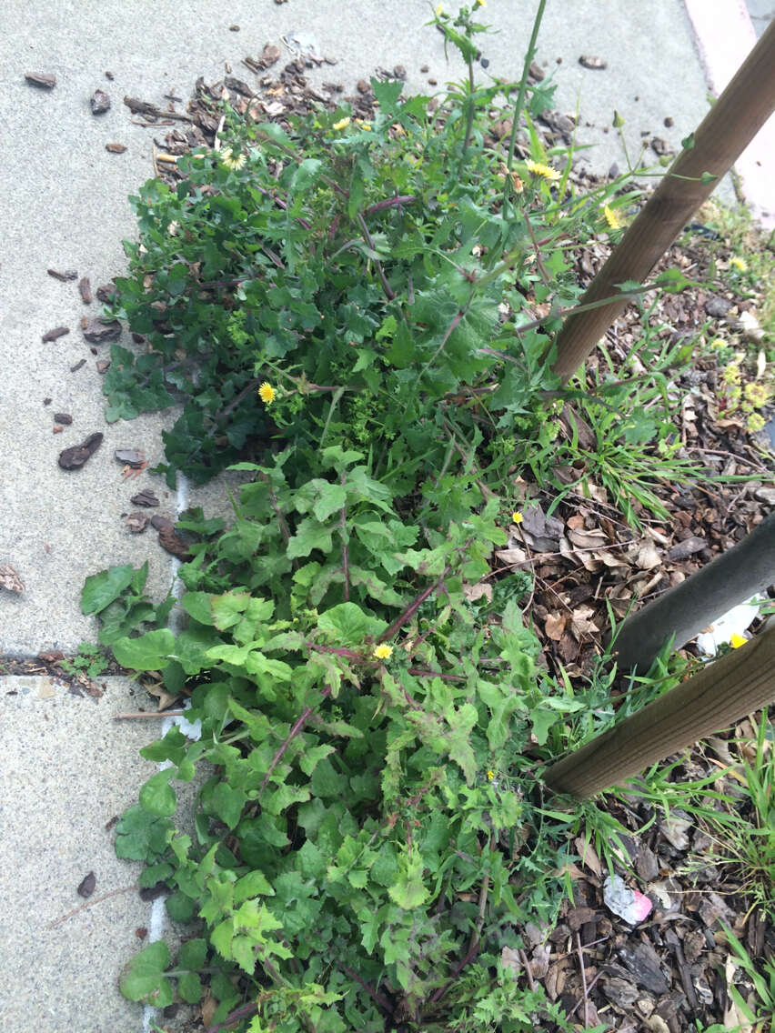 Image of common sowthistle