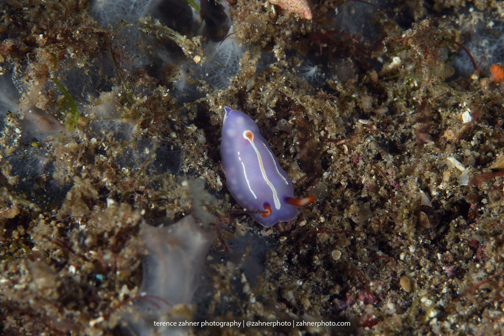 Image of Mexichromis trilineata (A. Adams & Reeve 1850)