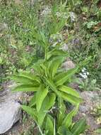 Plancia ëd Symphytum officinale subsp. uliginosum (A. Kern.) Nyman