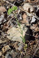 Imagem de Valerianella coronata (L.) DC.