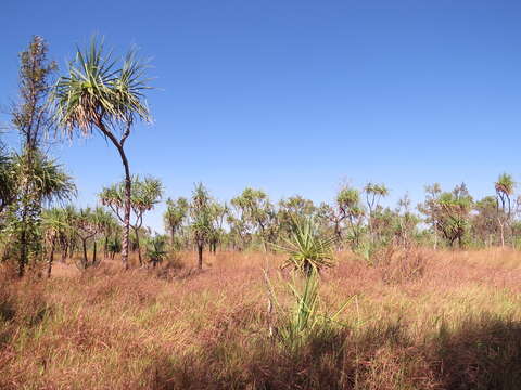 Image of Pandanus spiralis R. Br.