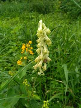 Image of <i>Aconitum lasiostomum</i>