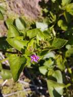 Mirabilis elegans (Choisy) Heimerl resmi