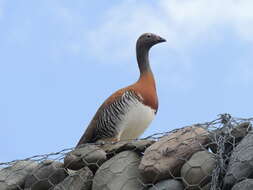 Image of Ashy-headed Goose