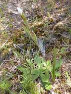 Image de Thelymitra longifolia J. R. Forst. & G. Forst.