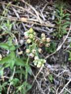 Image de Eschenbachia japonica (Thunb.) J. Kost.