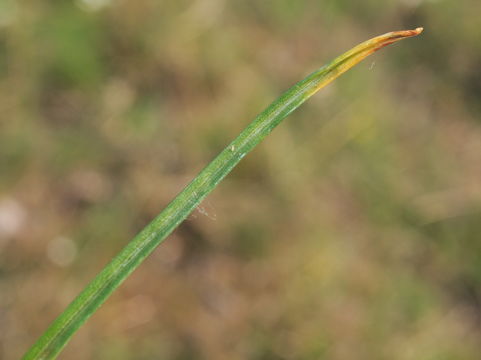 Image of <i>Ornithogalum kochii</i>