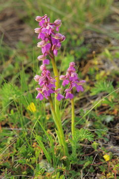 Image of Green-winged Orchid