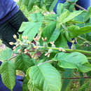 Image of <i>Juglans <i>ailantifolia</i></i> var. ailantifolia