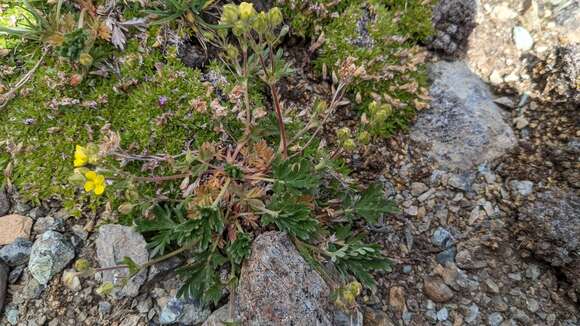 Sivun Potentilla jepsonii var. kluanensis kuva