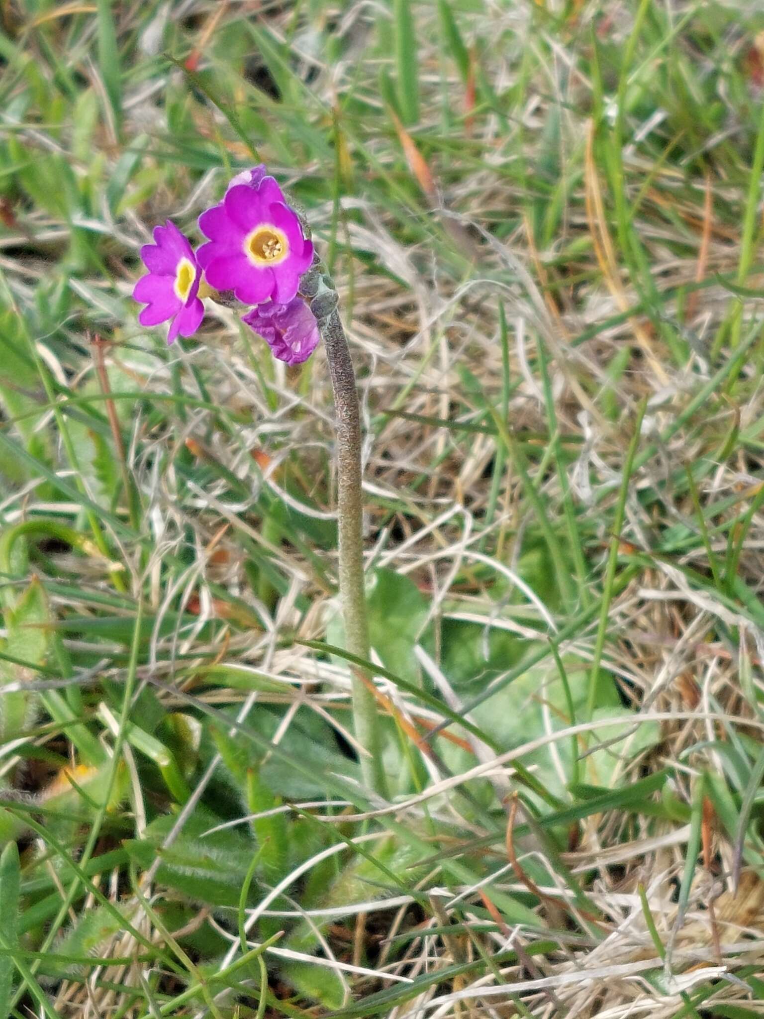 Image of Scottish primrose