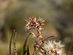 Image of Acanthostyles buniifolius (Hook. & Arn.) R. King & H. Rob.