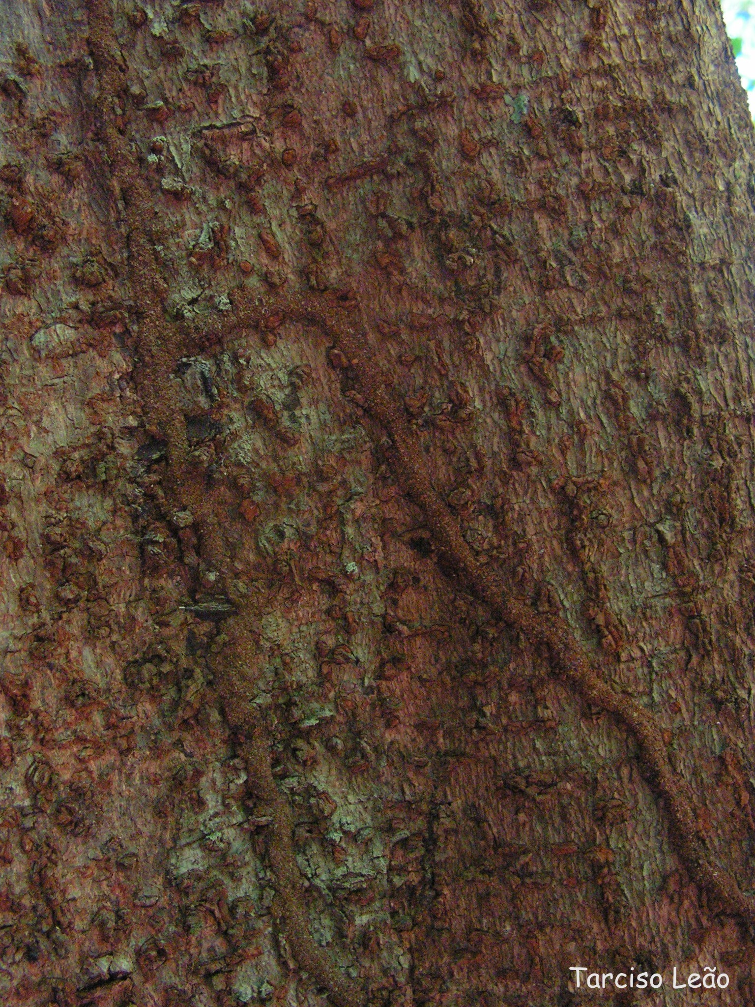 Image of <i>Sloanea guianensis</i> (Aublet) Benth.