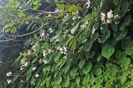 Image de Begonia fenicis Merr.