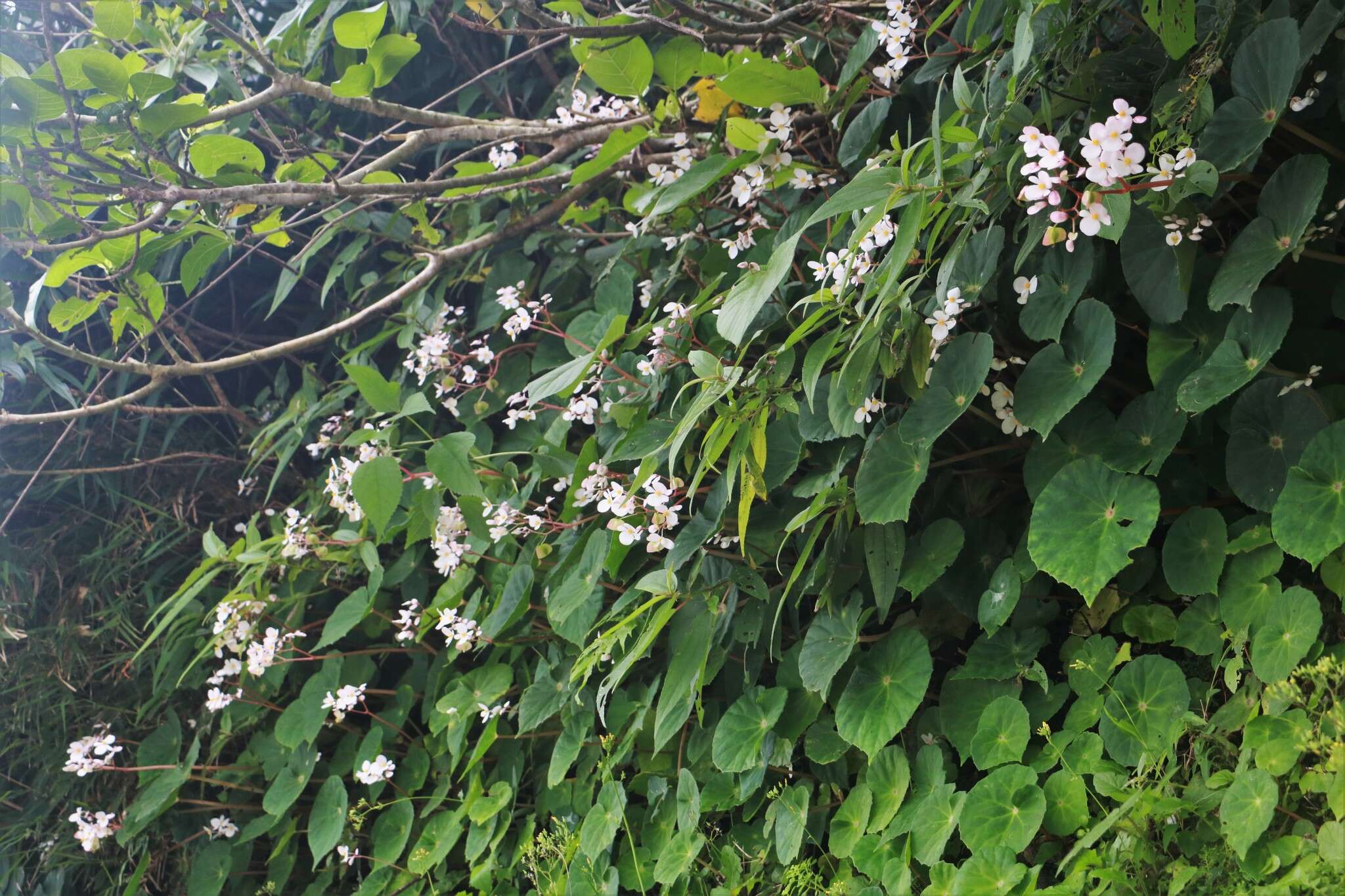 Слика од Begonia fenicis Merr.