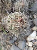 Image of Coryphantha pseudoechinus subsp. pseudoechinus