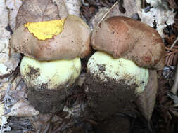 Image de Butyriboletus persolidus D. Arora & J. L. Frank 2014