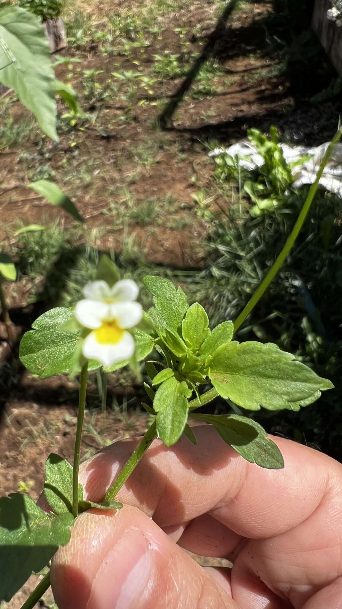 Image of Viola arvensis subsp. arvensis