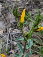 Image of Linum campanulatum L.