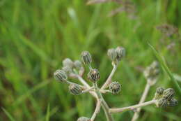 Imagem de Crepis marschallii (C. A. Mey.) Sch. Bip.