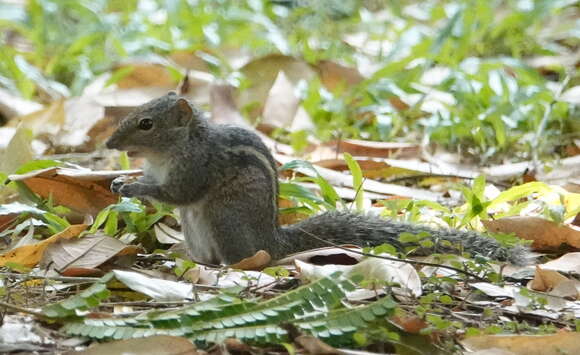 Image of Indian palm squirrel