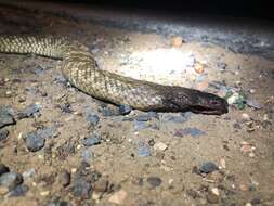 Image of Collett's snake