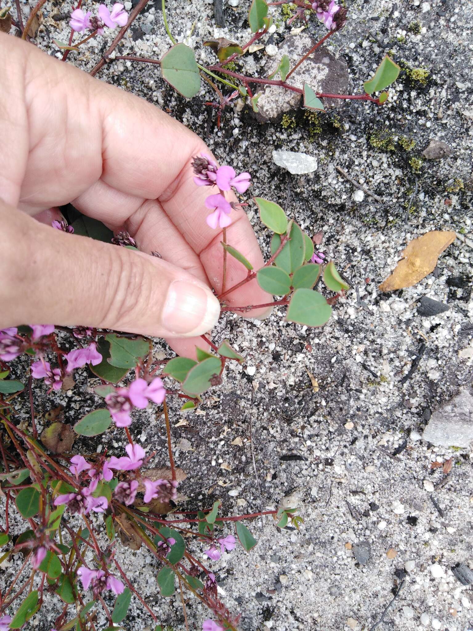 Indigofera ovata Thunb.的圖片