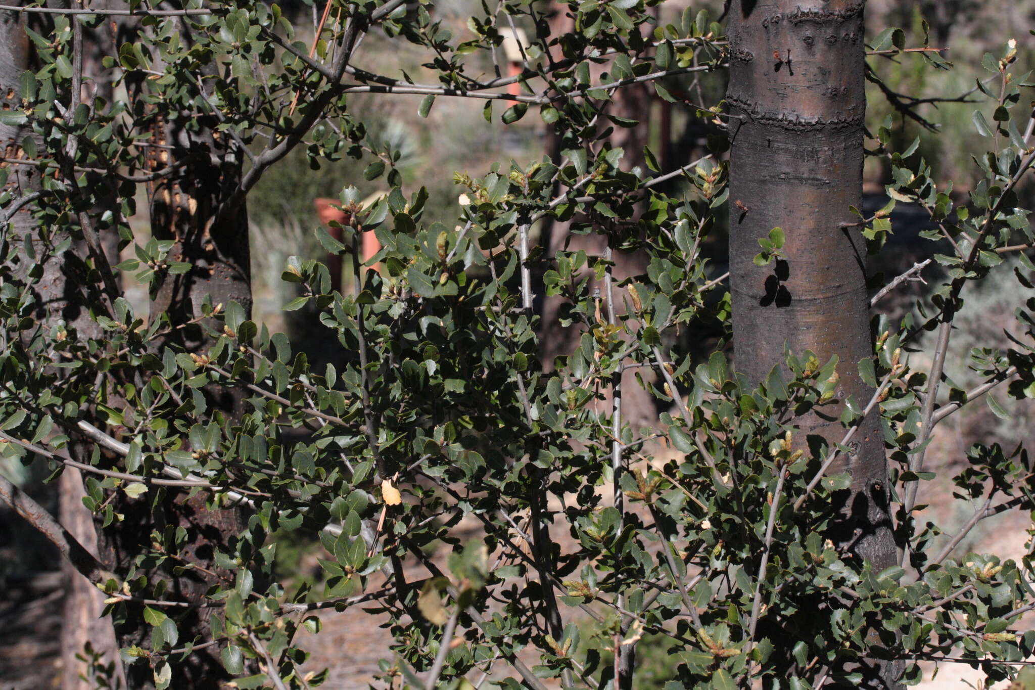 Image of interior live oak