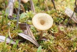 Image of Arrhenia sphagnicola (Berk.) Redhead, Lutzoni, Moncalvo & Vilgalys 2002