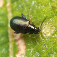 Image of <i>Aphthona strigosa</i>